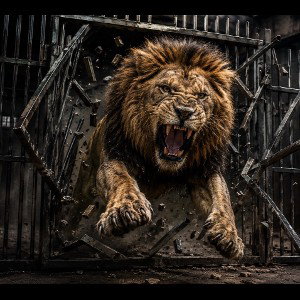 rage in a cage 