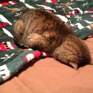 Insomnia