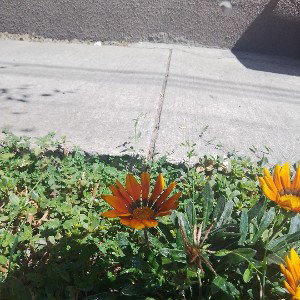 ciclos