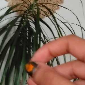 Tree Tops