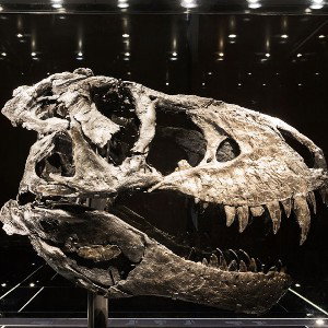 dinosuar bones
