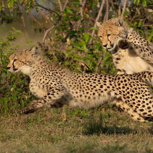 Guépard devient agressive 🐅🐅🐅🐅