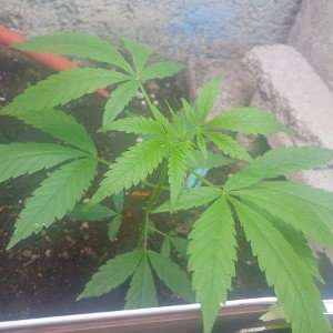 prueba