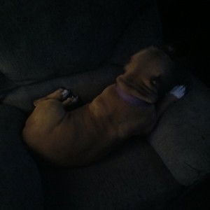 dats my dawg