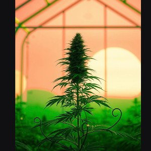 Little Green Leaf