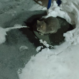 Марионетка