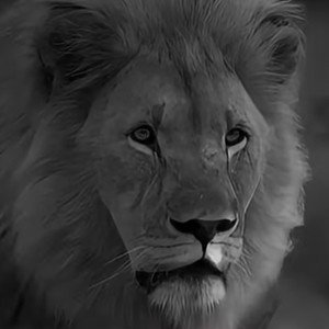 Darkness I Send Fire to your Camps. 