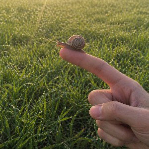You've Got Snails