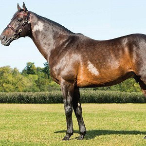Thoroughbreds 