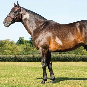 Thoroughbreds