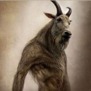 Mangoat 