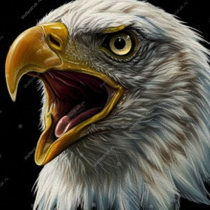 Freestyle for Freedom