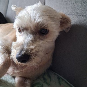 chien