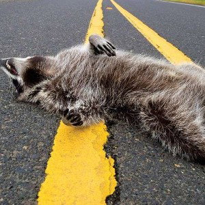 LAYING DEAD N THE STREET