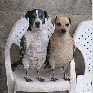 CLONES
