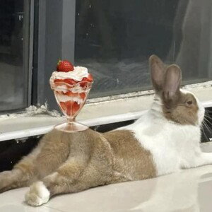 rabbit shit 🐰