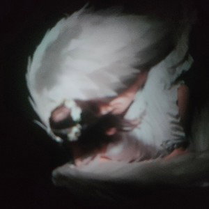angel