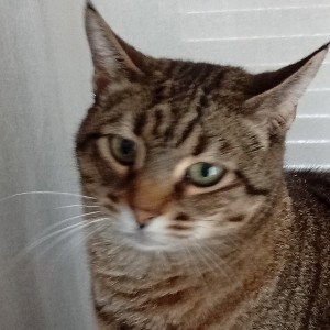 MIAU!