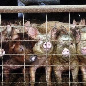 landlord pigs 