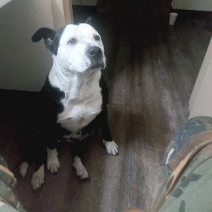 A doggy dog day 