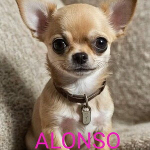 Alonso Perkin 