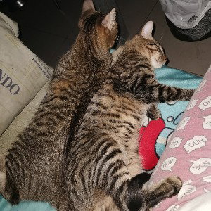 Mi gato en el cielo