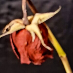 Rotten Rose