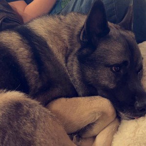 Odin my best friend