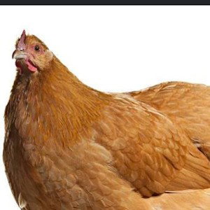 Chicken gold (XX37Dount) (Version)