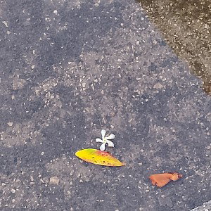 DOVE SEI?