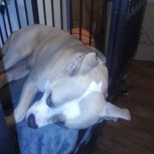 my dog luna