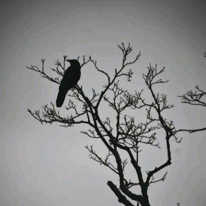 IF I HAD