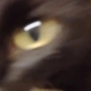 cats 🐈