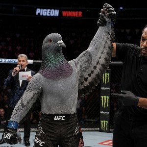 pigeon vet war