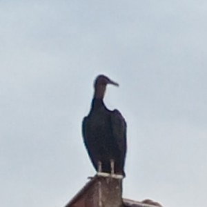 uruClovisbu