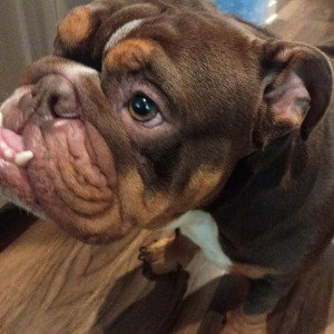 Molly don't poop and pee in the house