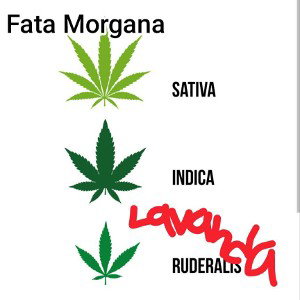 lavanda