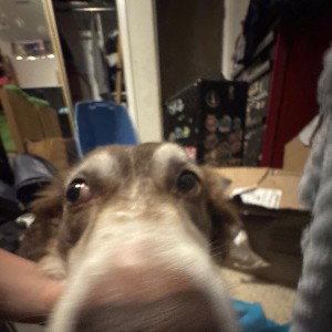 my Humpty Dumpty Doggo