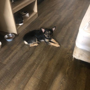 pup