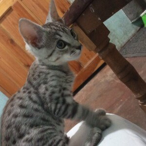 CON DON GATO