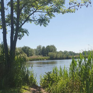 Sommer Sonnenschein 