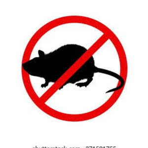 kill a rat