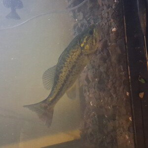 bass ackwatds