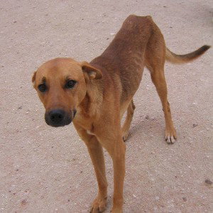 pobresito el perro