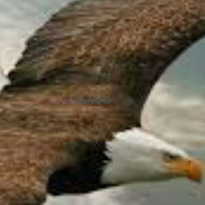I believe we can fly