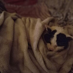 kohajće mojego kitka❤️❤️❤️❤️❤️