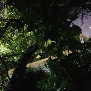 jungle nothing
