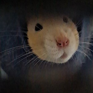 hi