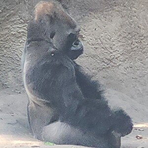 FAFO