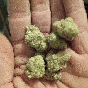 gak up in my city